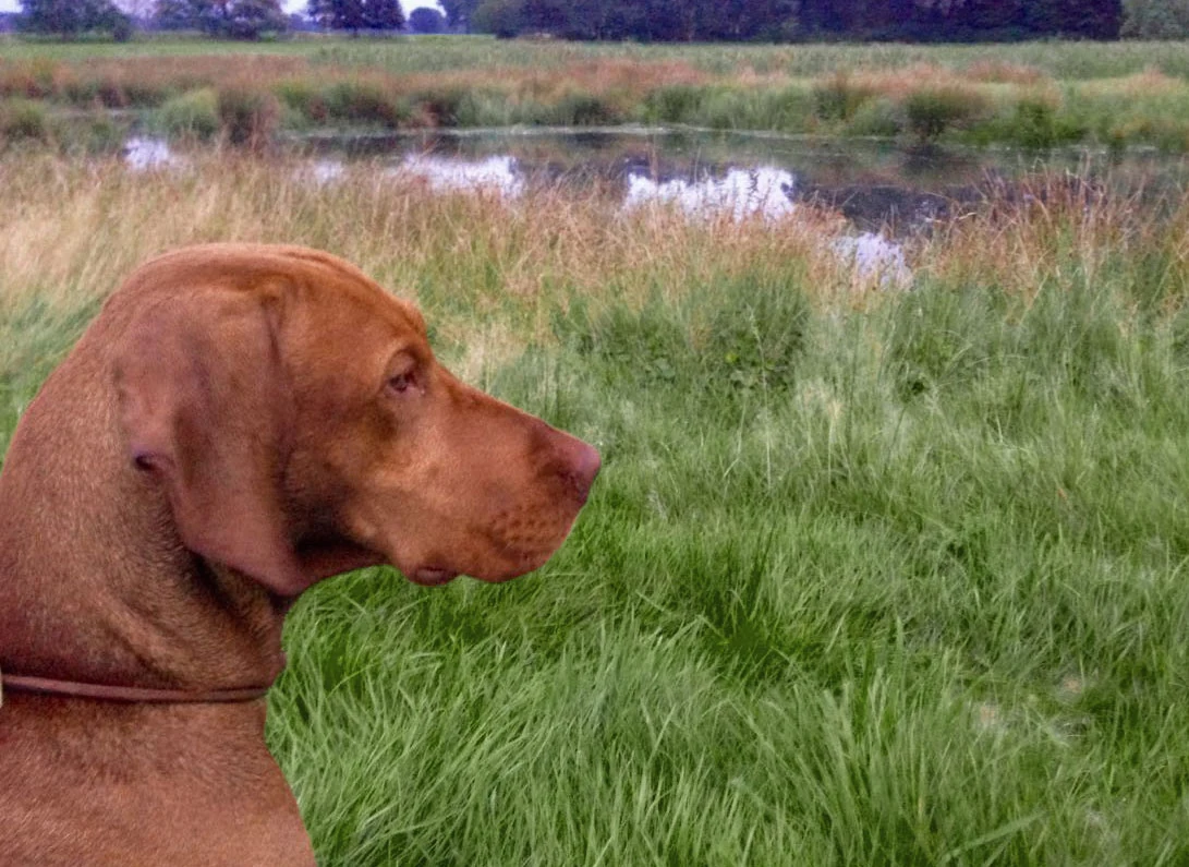 Ein Magyar Vizsla blickt über eine Wiese mit Wasserlauf